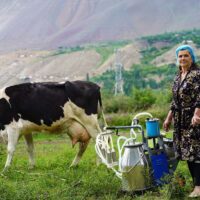 A woman stands in a field with a cow and a dairy machine.