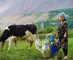 A woman stands in a field with a cow and a dairy machine.